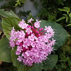Clerodendrum bungei