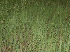 Paspalum denticulatum