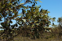 Eucalyptus angulosa