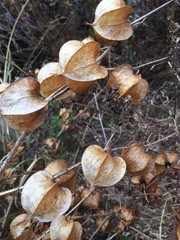 Physalis nicandroides