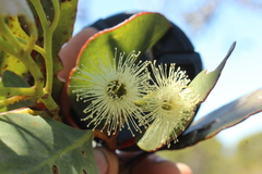 Eucalyptus angulosa