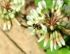 Gymnosoma nitens