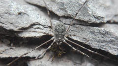 Mitopus glacialis