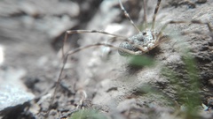 Mitopus glacialis