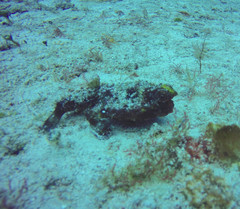 Ogcocephalus nasutus