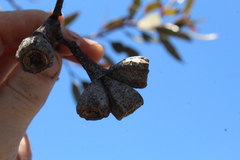 Eucalyptus angulosa
