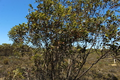 Eucalyptus angulosa