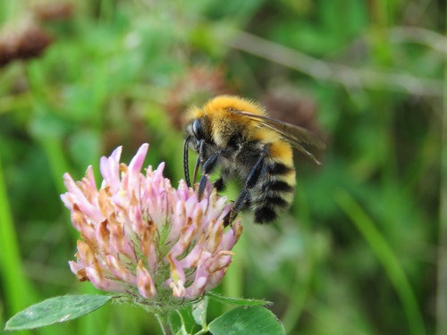 Schrenck's Bumble Bee