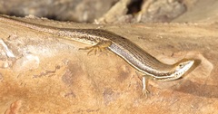 Trachylepis depressa