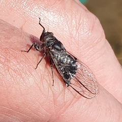 Atrapsalta corticina