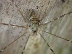 Amilenus aurantiacus