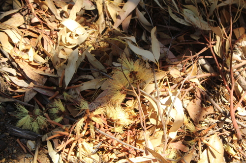 Image of Eucalyptus cornuta by (c) Em Lamond, some rights reserved (CC BY)