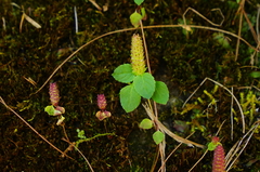 Elsholtzia strobilifera