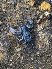 Hadogenes troglodytes