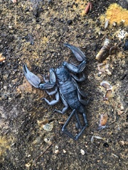 Hadogenes troglodytes