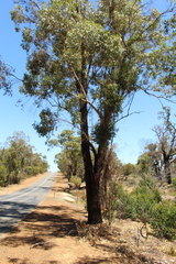 Eucalyptus cornuta