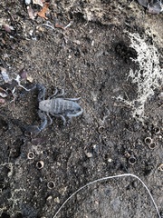 Hadogenes granulatus