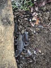 Hadogenes granulatus