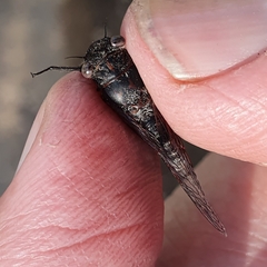 Atrapsalta corticina