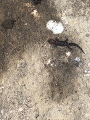 Pachydactylus tigrinus