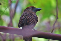 Cymbilaimus lineatus