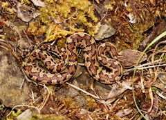 Trimeresurus gracilis