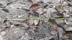 Erythrolamprus typhlus