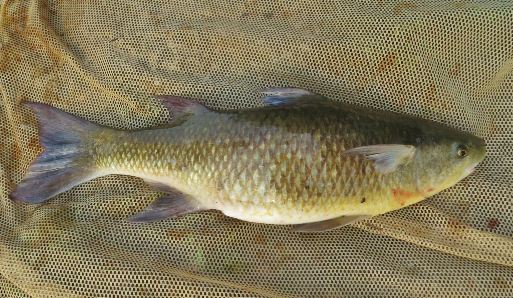 Bobo mullet (Joturus pichardi) — Mugilidae