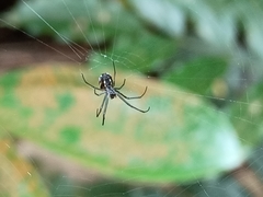 Leucauge argentina