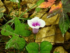 Ipomoea trifida