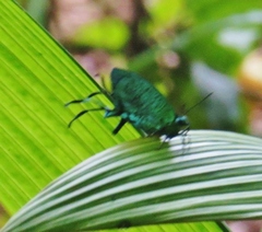 Arcas imperialis