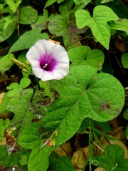 Ipomoea trifida