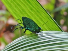 Arcas imperialis