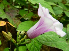Ipomoea trifida