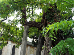 Robinia pseudoacacia