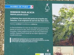 Robinia pseudoacacia