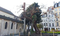 Robinia pseudoacacia