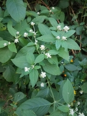 Alternanthera bettzickiana