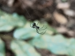 Leucauge argentina