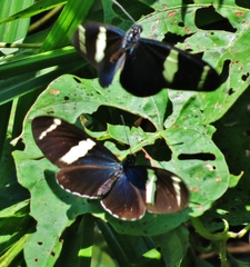 Heliconius sara fulgidus