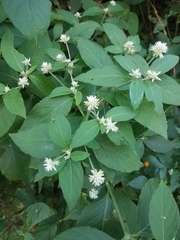 Alternanthera bettzickiana