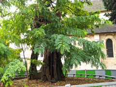 Robinia pseudoacacia