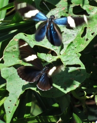 Heliconius sara fulgidus