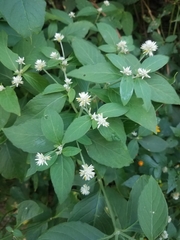Alternanthera bettzickiana