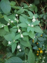 Alternanthera bettzickiana