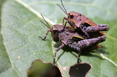 Batrachideini