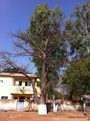 African baobab