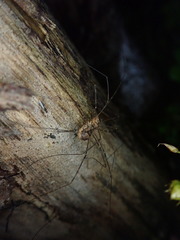 Amilenus aurantiacus