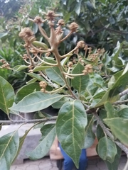 Cordia alliodora