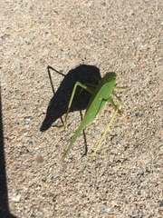 Microcentrum rhombifolium